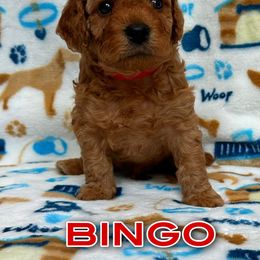 Poodle Puppies from The Victorious Poodle’s