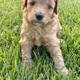 Goldendoodle Puppies from WW Doodles
