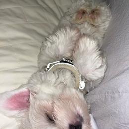 Maltese Puppies from TCBs Glowing Maltese