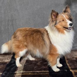 Circe - Shetland Sheepdog