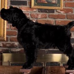 Black Russian Terrier Puppies from Bayou Black Russians