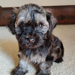 Onyx - Red sable male Havanese puppy in Kinston, North Carolina from Court Jester Havanese and Prissy Diva Russian Salon Dogs