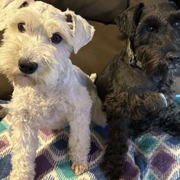 Miniature Schnauzer Puppies from Lakehouse Miniature Schnauzers of Southern Indiana