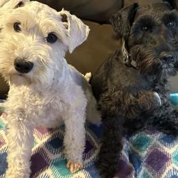 Miniature Schnauzer Puppies from Lakehouse Miniature Schnauzers of Southern Indiana