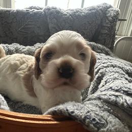 Cocker Spaniel puppies from Abundance of Joy LLC Cocker Spaniels