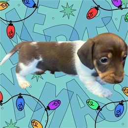 Stevie - Piebald male Dachshund puppy in Sallisaw, Oklahoma from Wild West Dachshunds