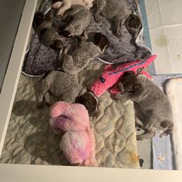 White and Liver boy - White and liver male German Shorthaired Pointer puppy in Richmond, Texas from Southern Star GSP/Stern des Südens