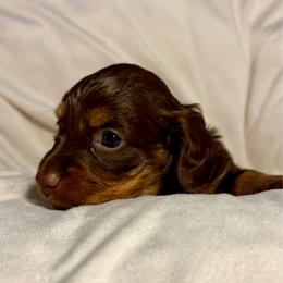 White Girl - Chocolate and tan female Dachshund puppy in Massies Mill, Virginia from Pigeon Hill Dachshunds