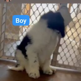 Goldendoodle and Poodle Puppies from Elizabeth Rocha's Doodles