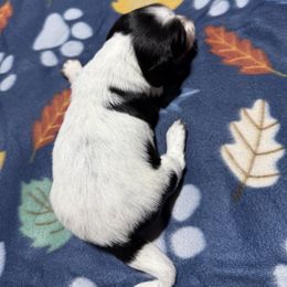 Boy 2 - Piebald male Dachshund puppy in Lexington, Tennessee from Nichols' Miniature Dachshund