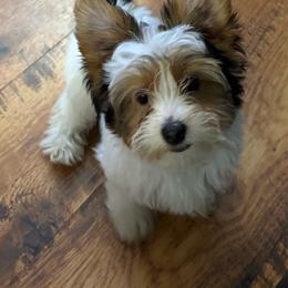 Twinny - Parti female Yorkshire Terrier puppy in Athens, Tennessee from Starr Mountain Yorkies