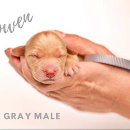 Labrador Retriever Puppies from AGL Retrievers