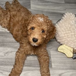 Carmine - Red  Poodle puppy in New Jersey from TK Poodles