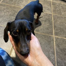 Bug - Dachshund