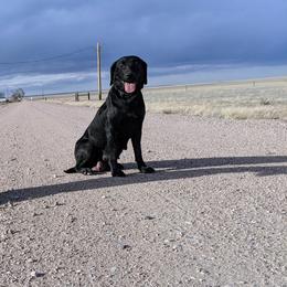 Daisy - Labrador Retriever