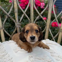 Shaded red - Red female Dachshund puppy in Bryan, Ohio from Wysteria Hill Doxies