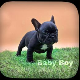Baby Boy - Black male French Bulldog puppy in Wisconsin from Shameless Bulldogs LLC