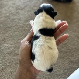 Shih Tzu Puppies from Sherrie’s Pups