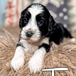 Fern - Black and chalk female Australian Labradoodle puppy in Decatur, Alabama from Southern Meadows Doodles