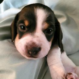Girl 1 - Piebald female Dachshund puppy in Weatherford, Texas from Star-Key's Dachshunds