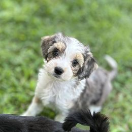 Aussiedoodle Puppies from Casee Wisniewski
