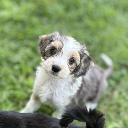Aussiedoodle Puppies from Casee Wisniewski