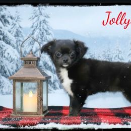 Jolly - Black and white female Chihuahua puppy in Demorest, Georgia from Sourpatch Chihuahuas