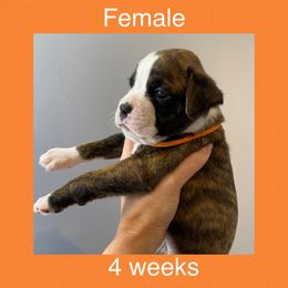 Boxer Puppies from Shadix Boxers