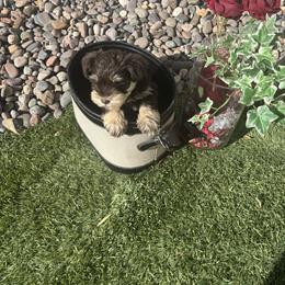 Duces (White) - Liver male Miniature Schnauzer puppy in Hemet, California from Feshia's Miniature Schnauzers