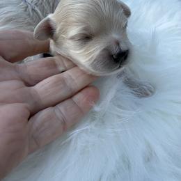 Harvest - Apricot male Maltipoo puppy in Fredericktown, Missouri from Doodle Pups Fur-Ever