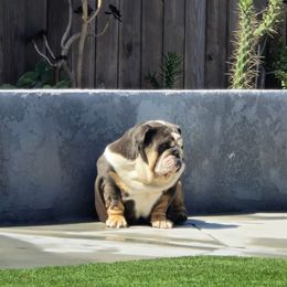 Royal - Bulldog