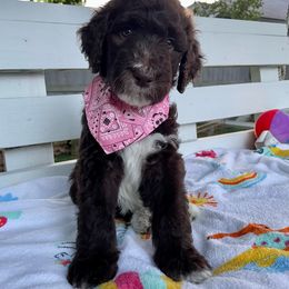 Sheepadoodle Puppies from Pawsome Doodle Haven