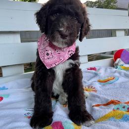 Sheepadoodle Puppies from Pawsome Doodle Haven