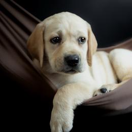 Glory - Yellow female Labrador Retriever puppy in Allons, Tennessee from UC Labradors LLC