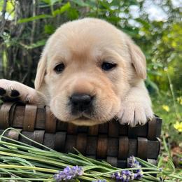 Waffle - Yellow female Labrador Retriever puppy in Cleveland, Ohio from Brookside Labrador Retrievers
