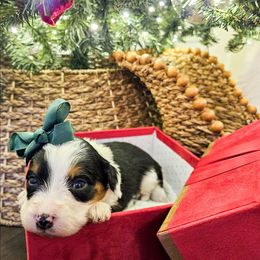 Cinnamon - Tri-color female Bernedoodle puppy in Russell Springs, Kentucky from 270 Doodles