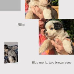 Miniature Australian Shepherd Puppies from Laurie Chason