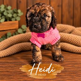 Heidi - Brown female Whoodle puppy in Knoxville, Tennessee from Fleury Farm Doodles TN