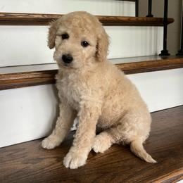 Odessa - Cream female Goldendoodle puppy in New Waverly, Texas from C.P. Puppy Buddies