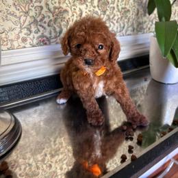 Tommy - Red  male Goldendoodle puppy in Mint Hill, North Carolina from DoodleForever