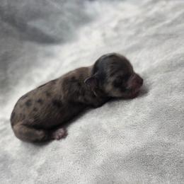 Willie Nelson - Merle male Shihpoo puppy in Delphos, Ohio from Route 66 Puppies