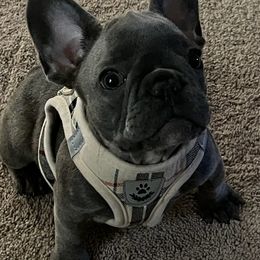 French Bulldogs from Moluv Frenchies