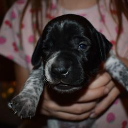 Spartan- Red - Black and white male German Shorthaired Pointer puppy in Riverdale, Michigan from Ninemire Farm