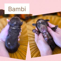 Bambi - Merle female Goldendoodle puppy in Decatur, Tennessee from Diamond's Doodles