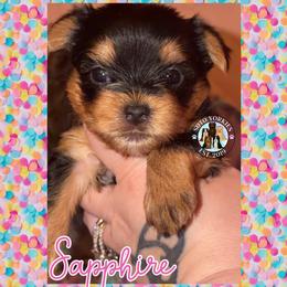 Sapphire - Black and tan female Yorkshire Terrier puppy in London, Kentucky from Soto Yorkies
