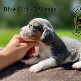 Blue Girl - Coffee - Blue tan and white female Beagle puppy in Grantsville, Maryland from Fable & Fern Beagles
