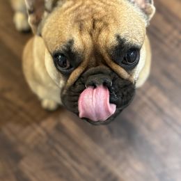 French Bulldogs from House of Royals Bulldogs