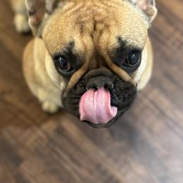 French Bulldogs from House of Royals Bulldogs