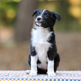 Sardine - Black Border Collie puppy in South Carolina from Blackbird Kennels