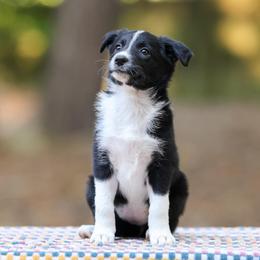 Sardine - Black Border Collie puppy in South Carolina from Blackbird Kennels